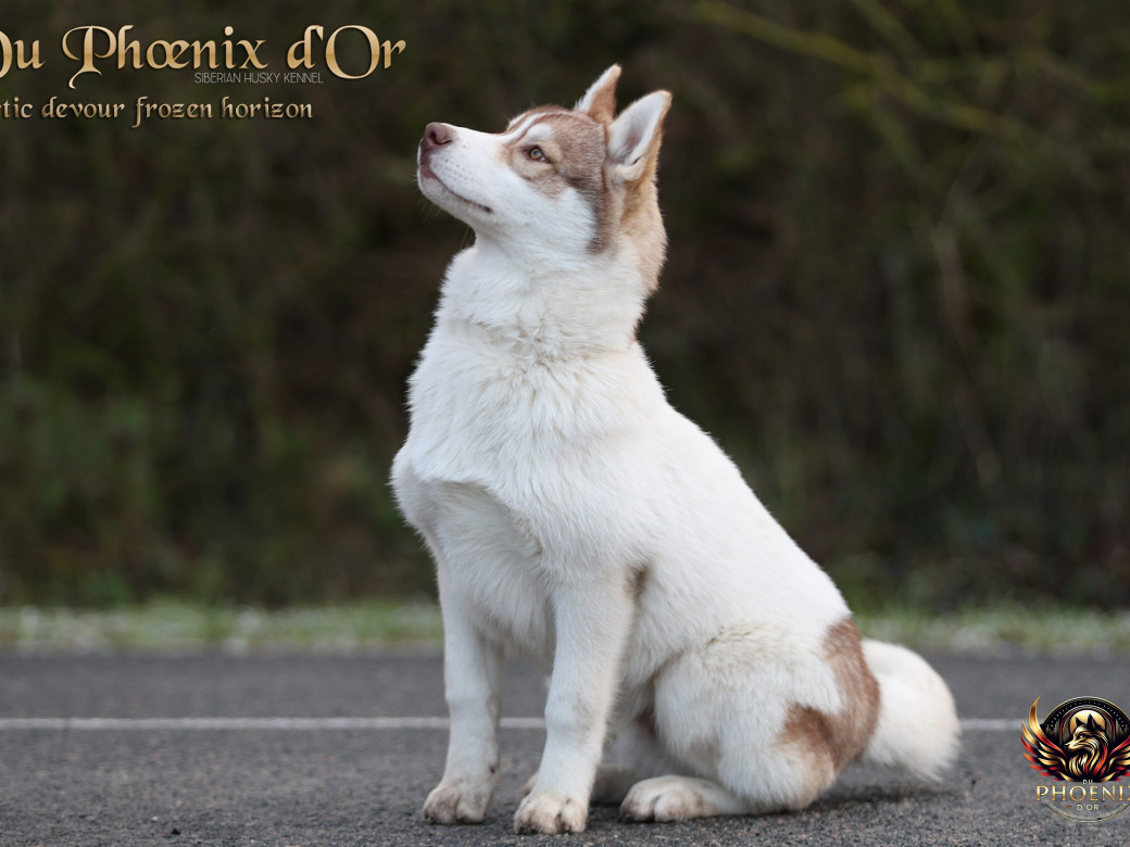 Photo 4 de Mâle 1 - Taïga x Ultra (Août 2025)