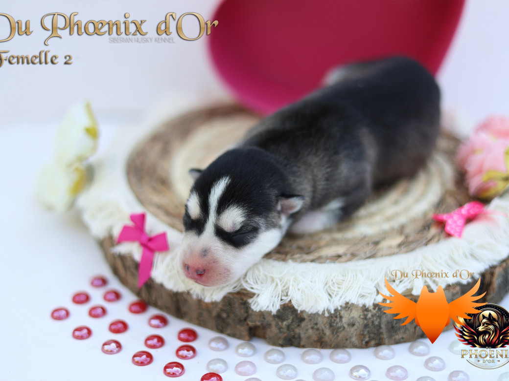 Photo 15 de Femelle 2 - Twilight x Yoshi (Août 2025)