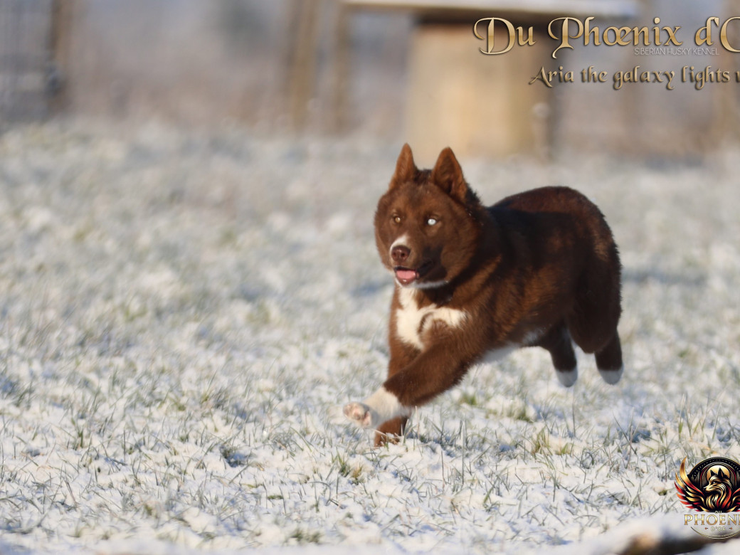 Photo 4 de Femelle 4 - Taïga x Ultra (Août 2025)