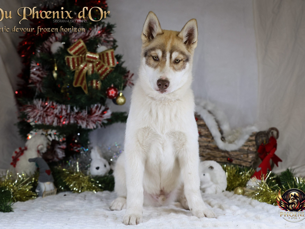 Photo 16 de Mâle 1 - Taïga x Ultra (Août 2025)