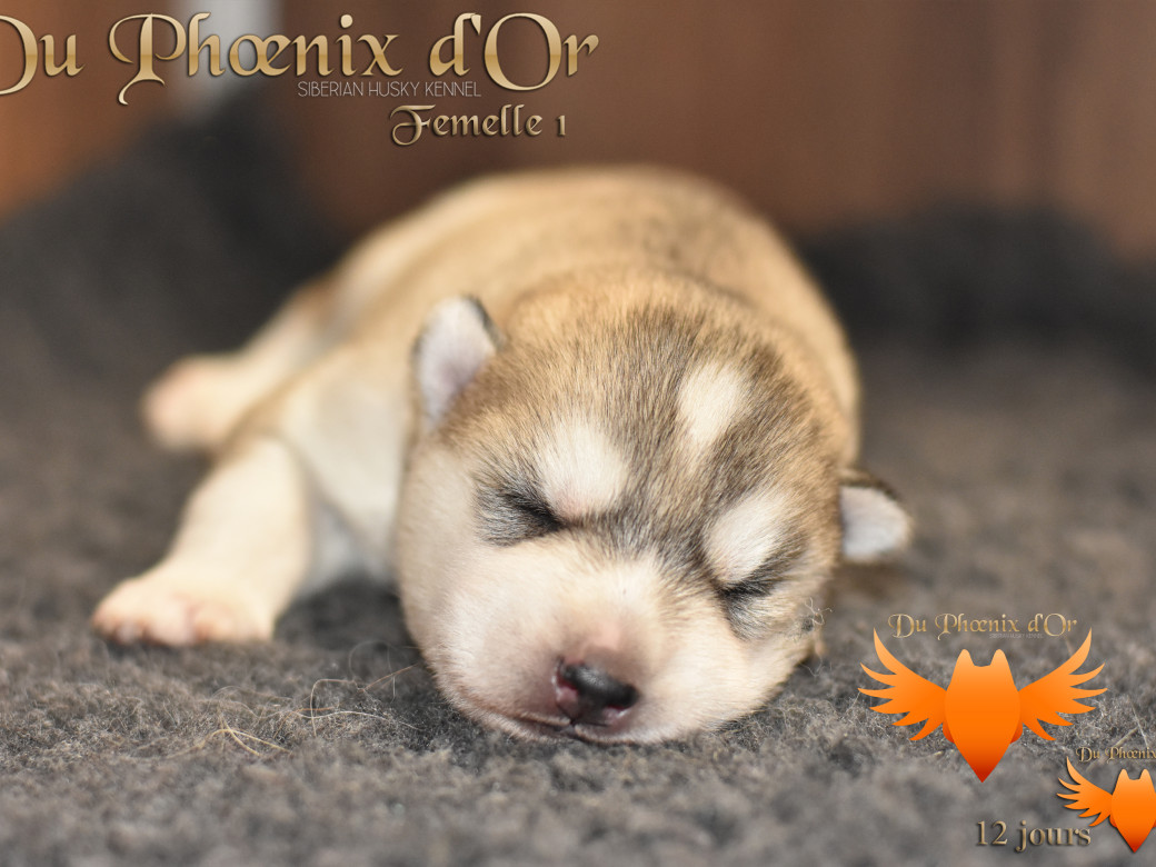 Picture of Vicky du Phoenix d'or - Moon & Shiiro
