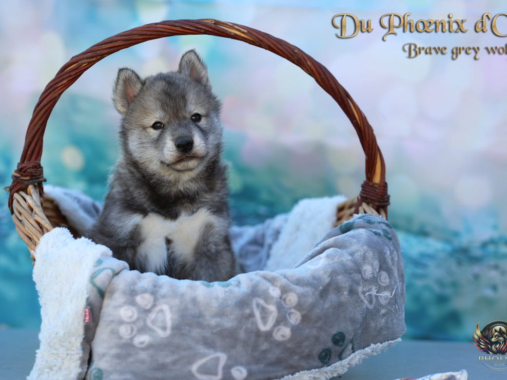 Photo 15 de Mâle 2 - Serena x Ragnar (Février 2026)