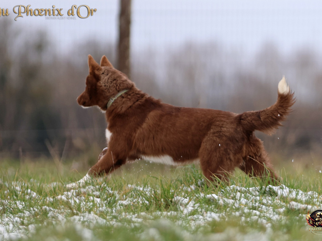 Photo 15 de Femelle 4 - Taïga x Ultra (Août 2025)