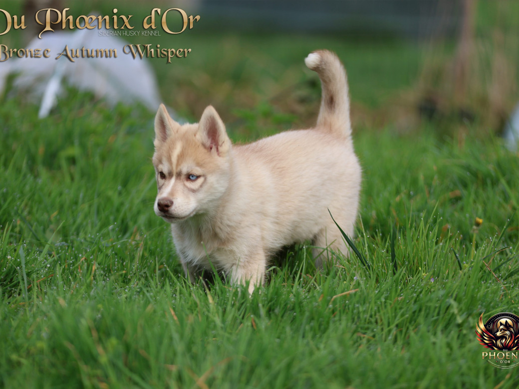 Photo 5 de Femelle 3 - Pandora x Moky (Janvier 2026)