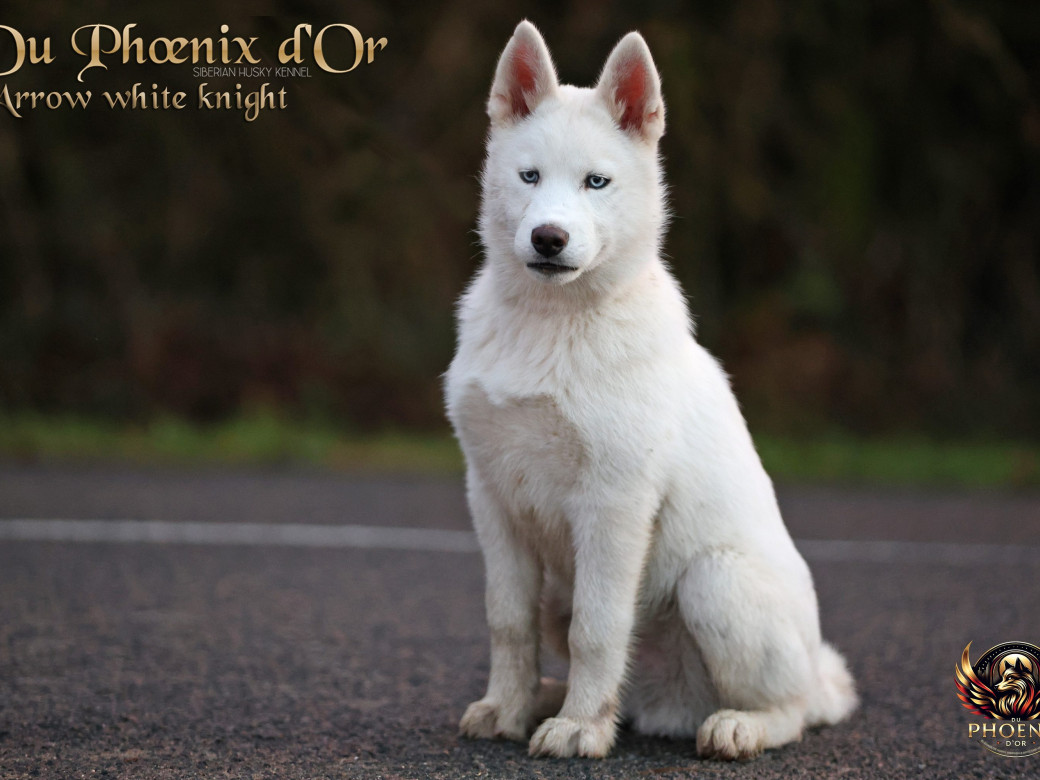 Photo 11 de Mâle 2 - Twilight x Yoshi (Août 2025)