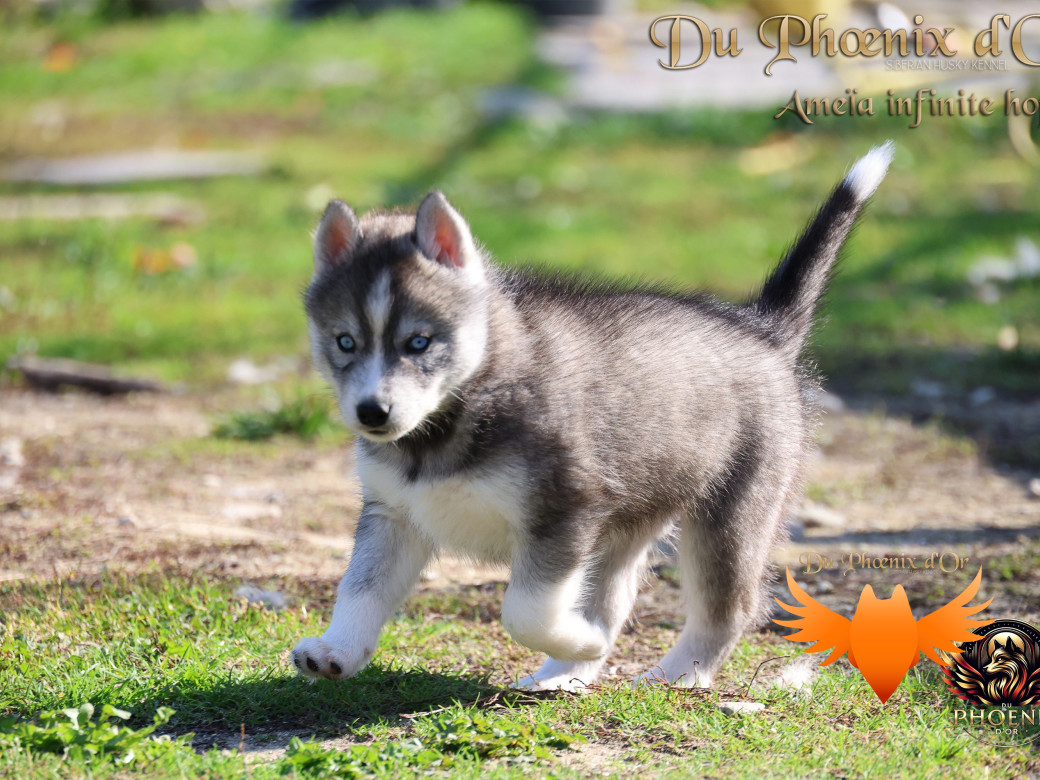 Photo 8 de Femelle 1 - Sweetie x Toruk (Septembre 2025)