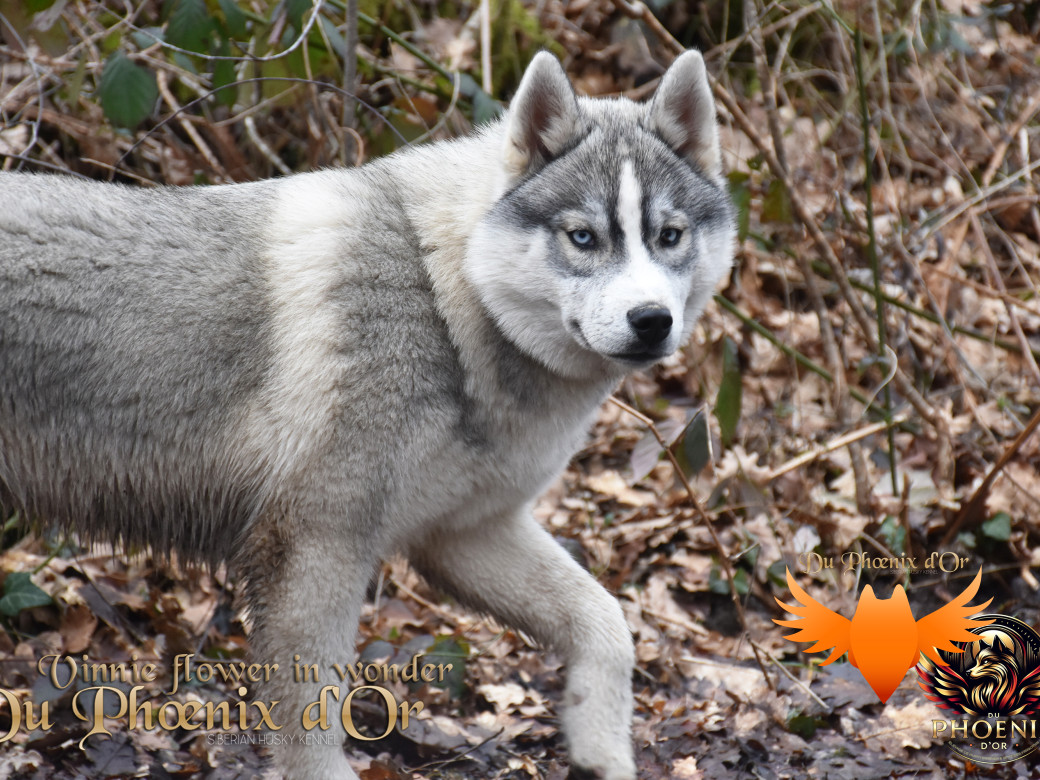 Picture of Vinnie flower in wonder du Phoenix d'or - Ruruk