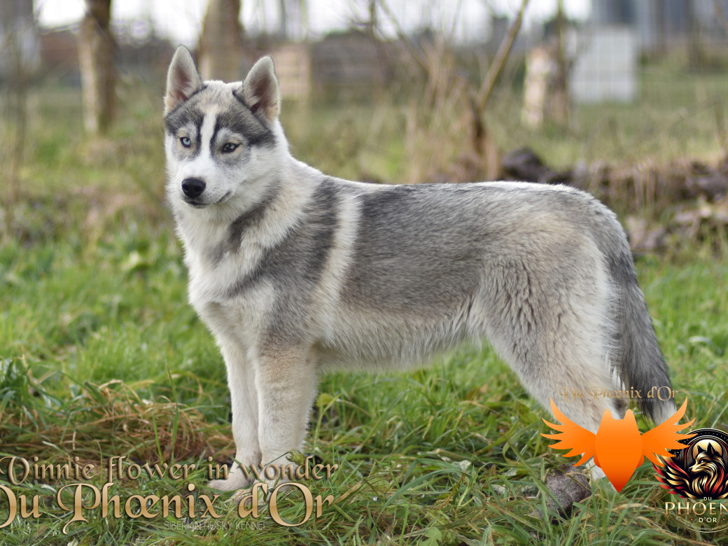 Picture of Vinnie flower in wonder du Phoenix d'or - Ruruk