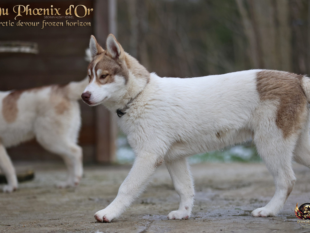 Photo 8 de Mâle 1 - Taïga x Ultra (Août 2025)