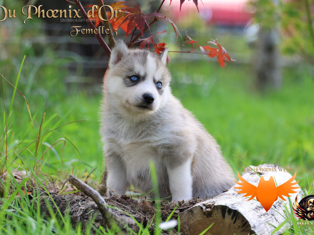 Photo 13 de Femelle 3 - Twilight x Yoshi (Août 2025)