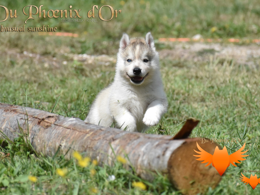 Picture of Unusual Sunshine du Phoenix d'or