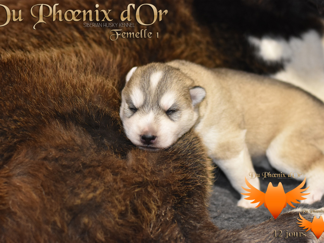 Picture of Vicky du Phoenix d'or - Moon & Shiiro