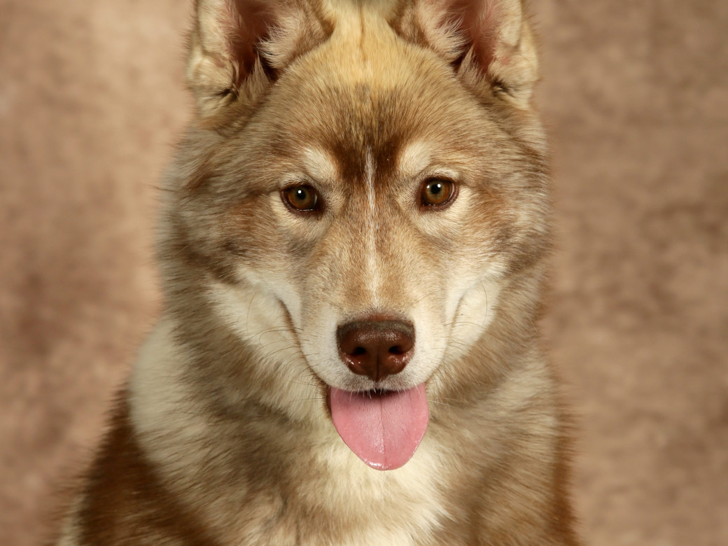 Photo 58 de Unix ultime touch the stars Du Phoenix D'Or