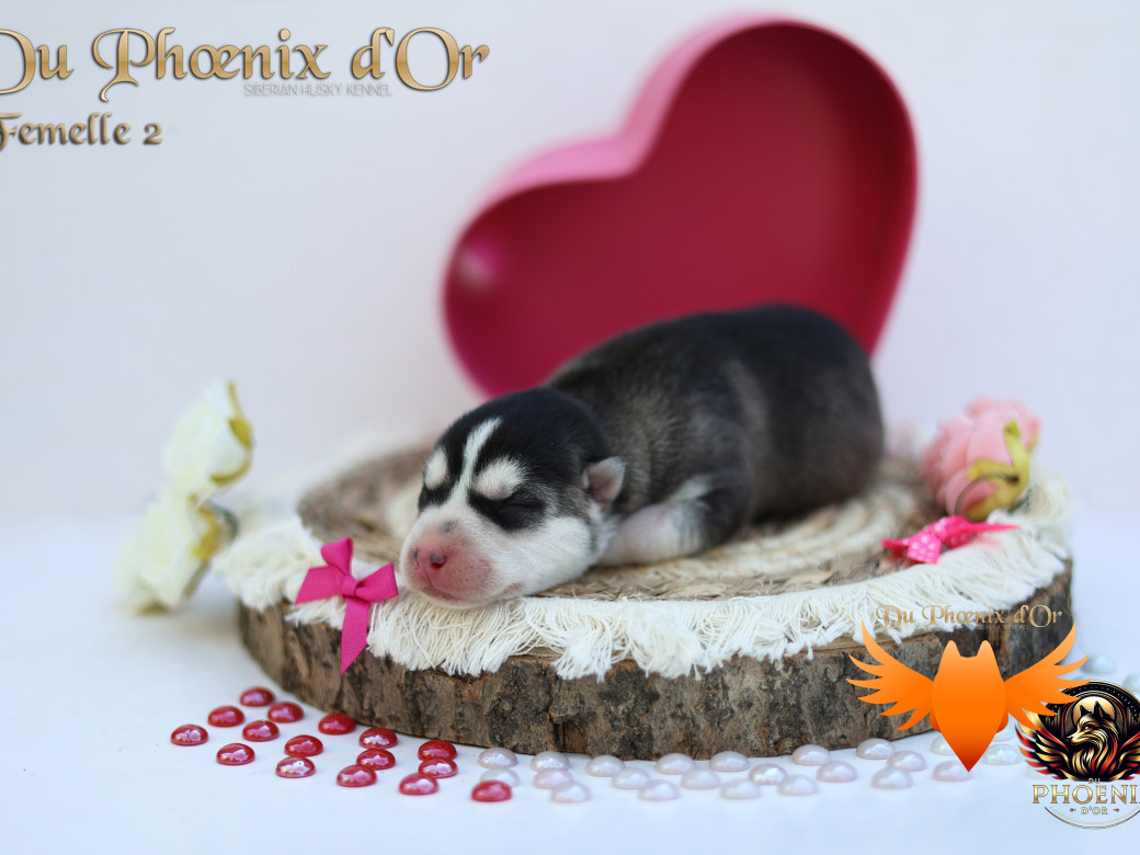Photo 14 de Femelle 2 - Twilight x Yoshi (Août 2025)