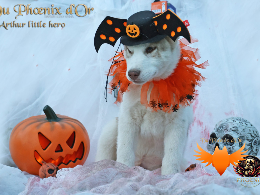 Photo 38 de Mâle 2 - Taïga x Ultra (Août 2025)