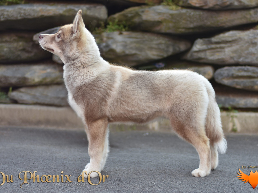 Photo 74 de Unix ultime touch the stars Du Phoenix D'Or