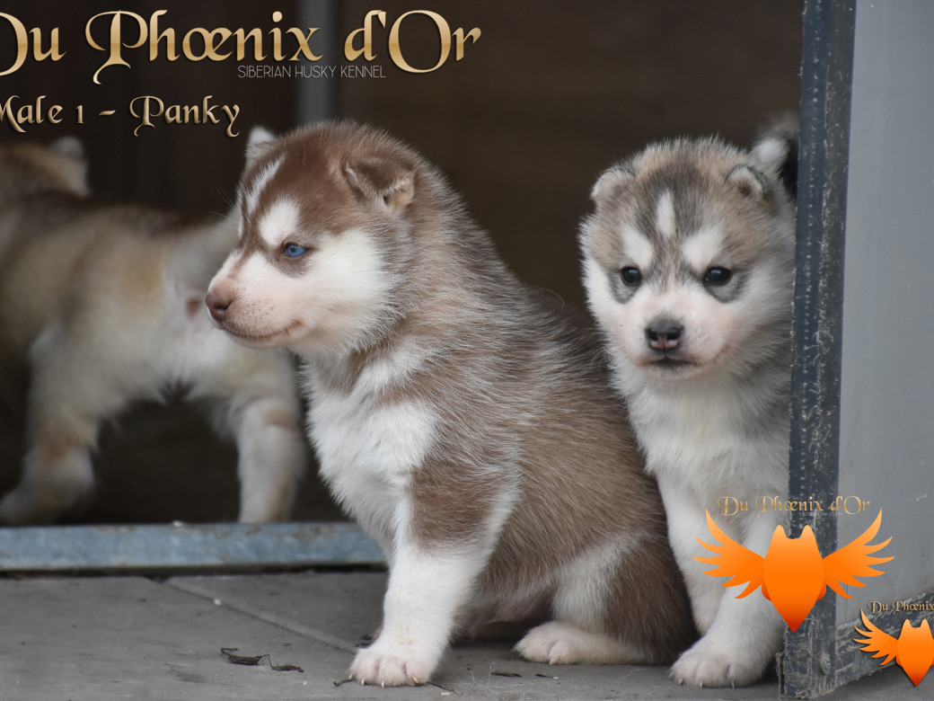 Picture of Unfinity milk chocolate du Phoenix d'or