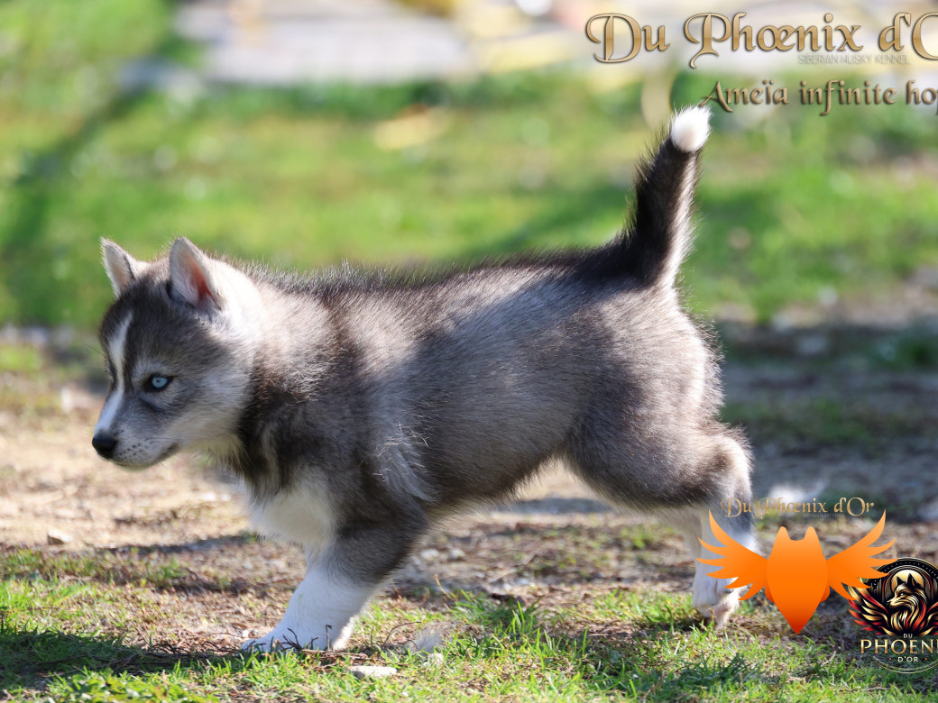 Photo 9 de Femelle 1 - Sweetie x Toruk (Septembre 2025)