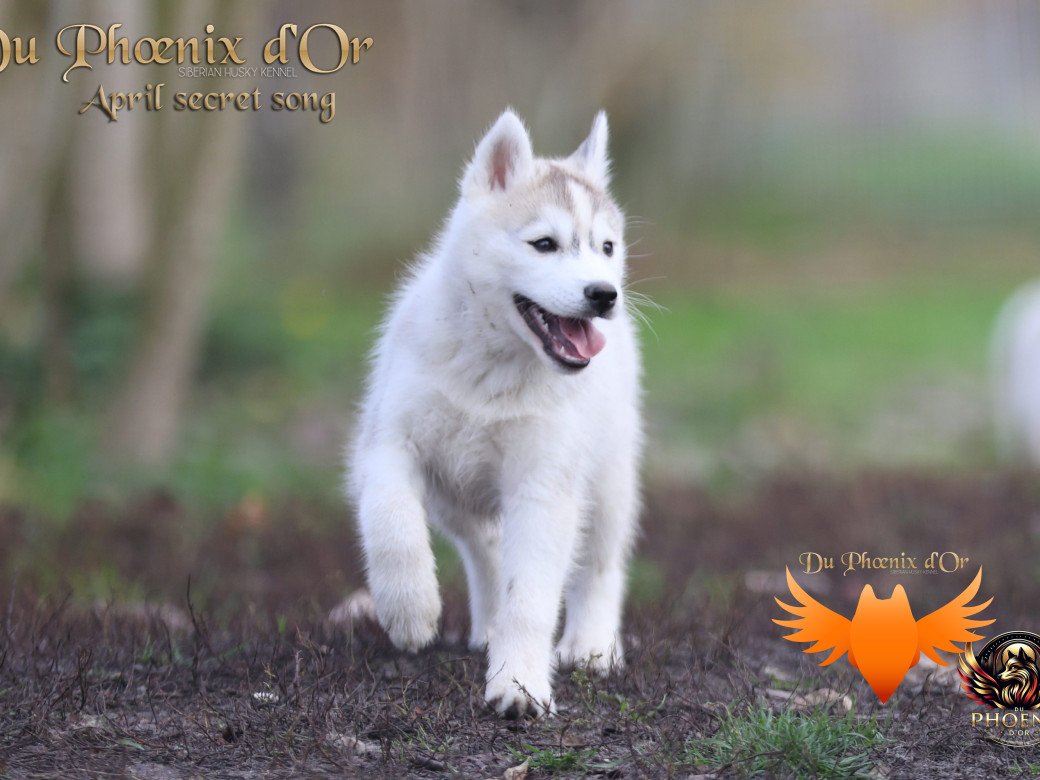 Photo 16 de Femelle 2 - Sweetie x Toruk (Septembre 2025)