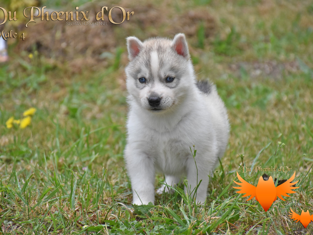 Picture of Undisclosed handsome boy du Phoenix d'or