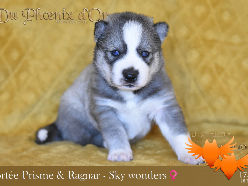 Picture of Sky Wonders du Phoenix d'or