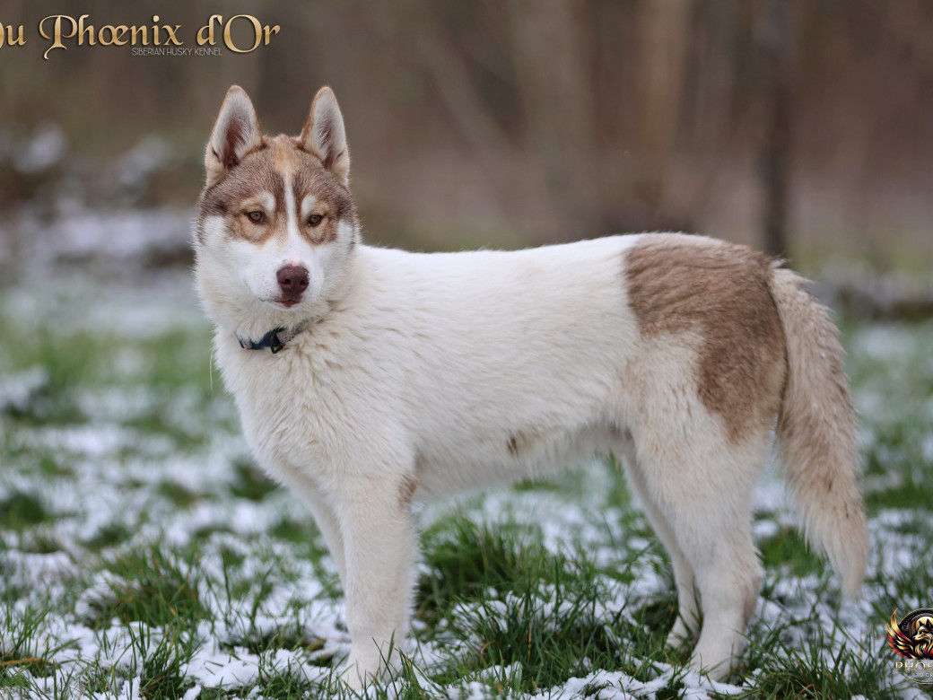 Photo 6 de Mâle 1 - Taïga x Ultra (Août 2025)