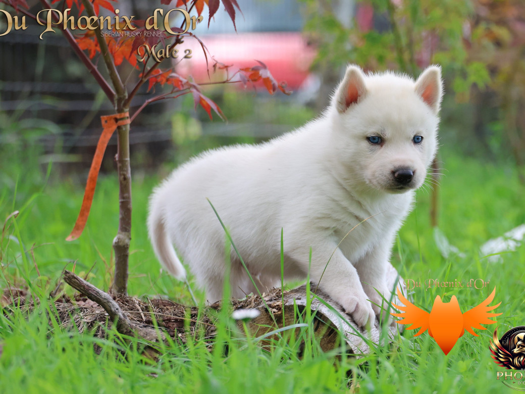 Photo 15 de Mâle 2 - Twilight x Yoshi (Août 2025)