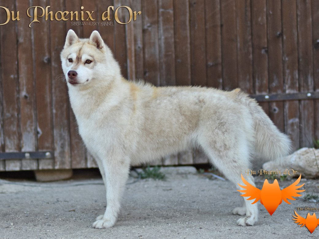 Picture of Serena Lavender du Phoenix d'or