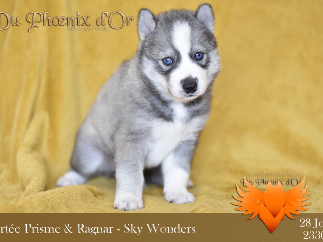 Picture of Sky Wonders du Phoenix d'or