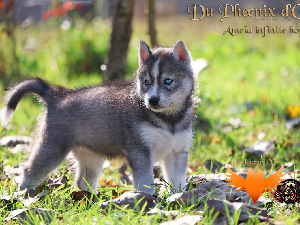 Photo 5 de Femelle 1 - Sweetie x Toruk (Septembre 2025)