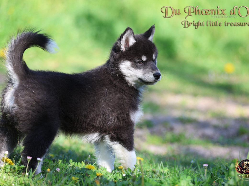 Photo 4 de Femelle 1 - Serena x Ragnar (Février 2026)