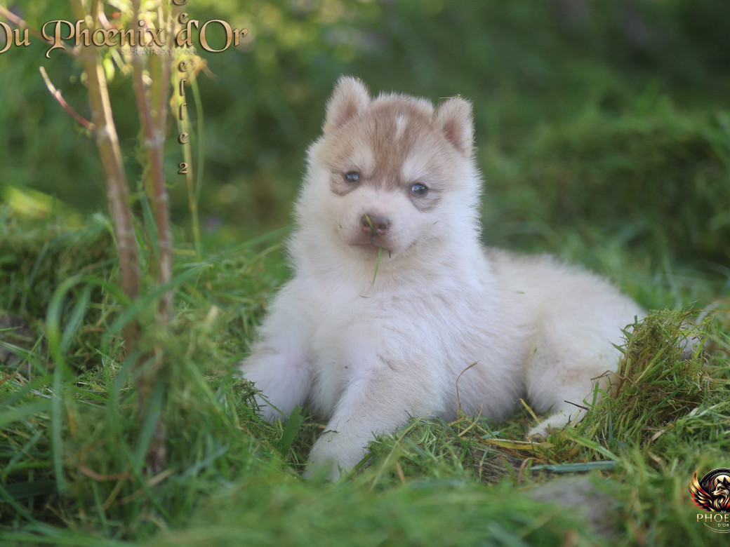 Photo 1 de Femelle 2 - Shana x Unix (Mars 2026)