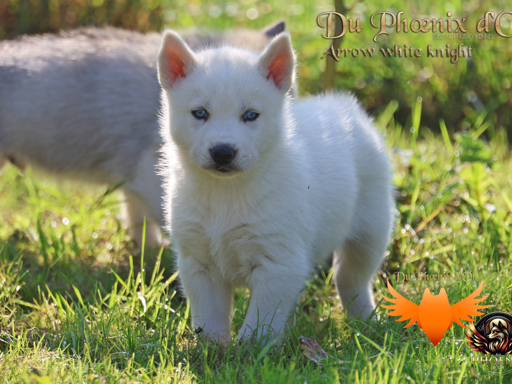 Photo 8 de Mâle 2 - Twilight x Yoshi (Août 2025)