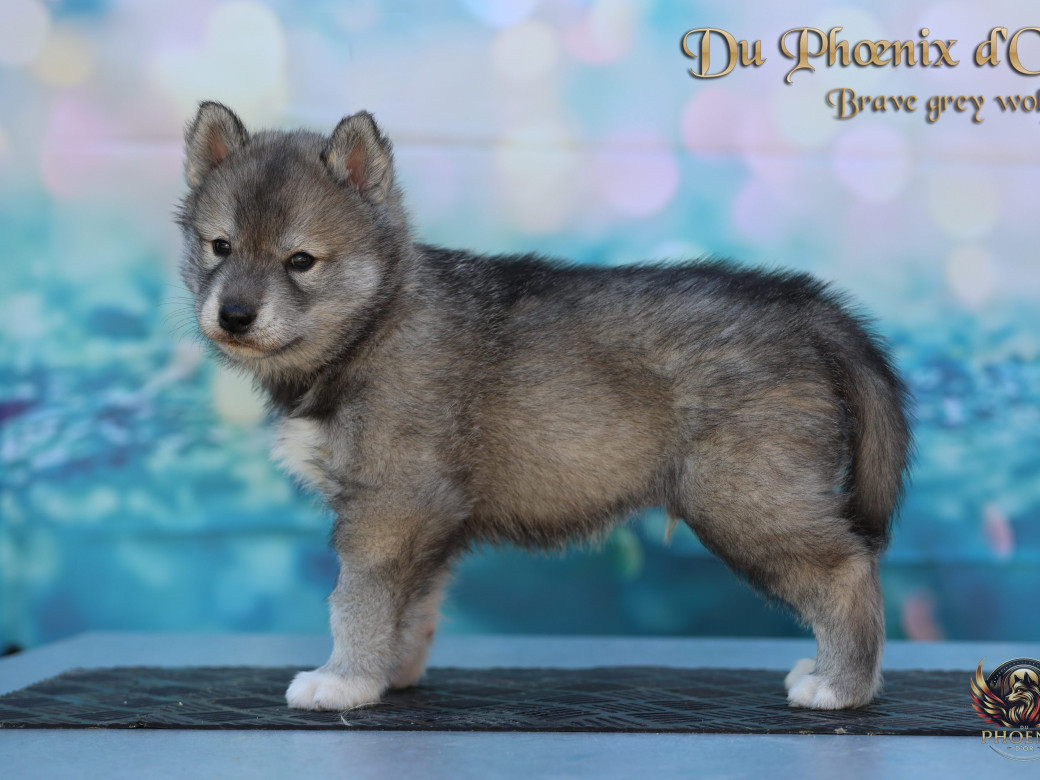 Photo 14 de Mâle 2 - Serena x Ragnar (Février 2026)