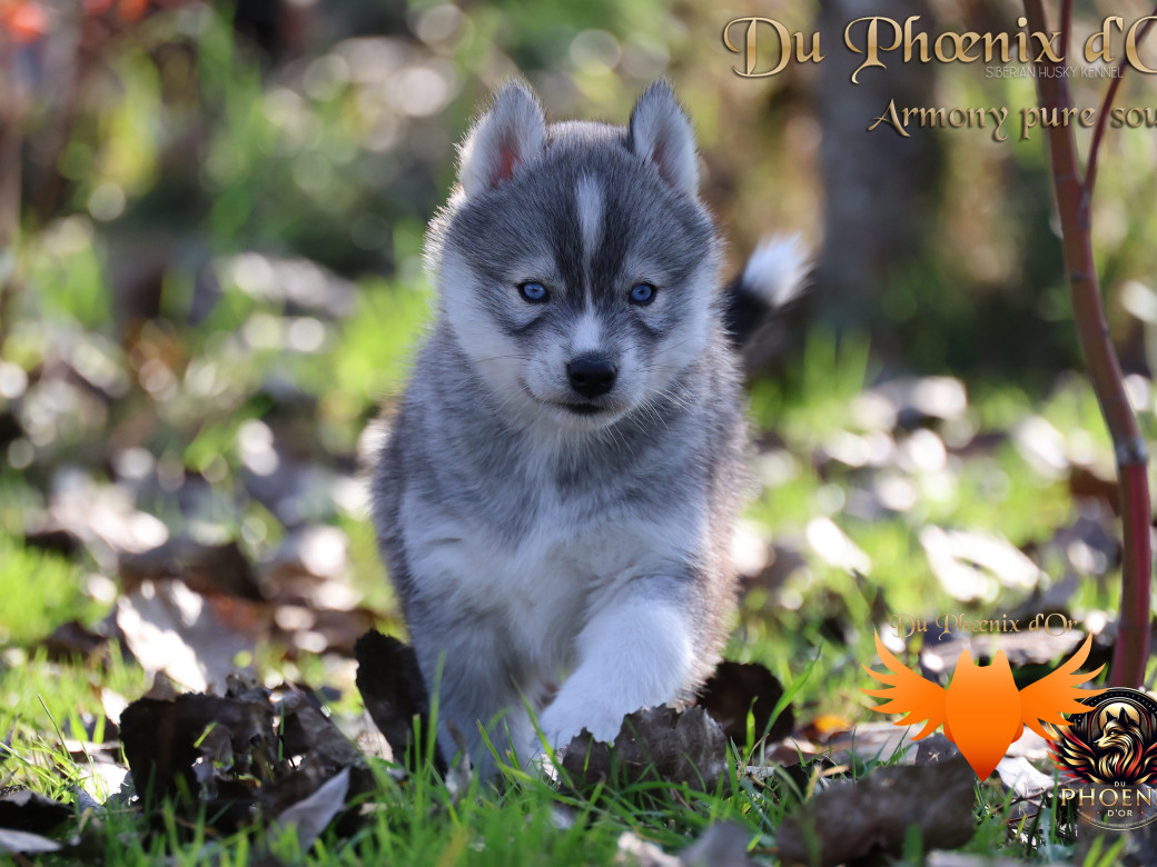 Photo 16 de Femelle 3 - Sweetie x Toruk (Septembre 2025)