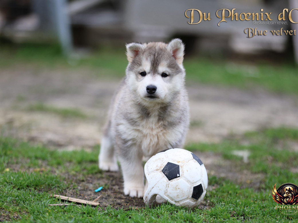 Photo 11 de Femelle 4 - Pandora x Moky (Janvier 2026)