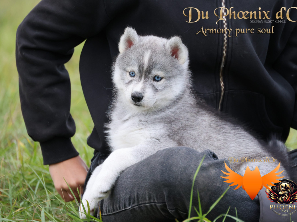 Femelle 3 - Sweetie x Toruk (Septembre 2025)