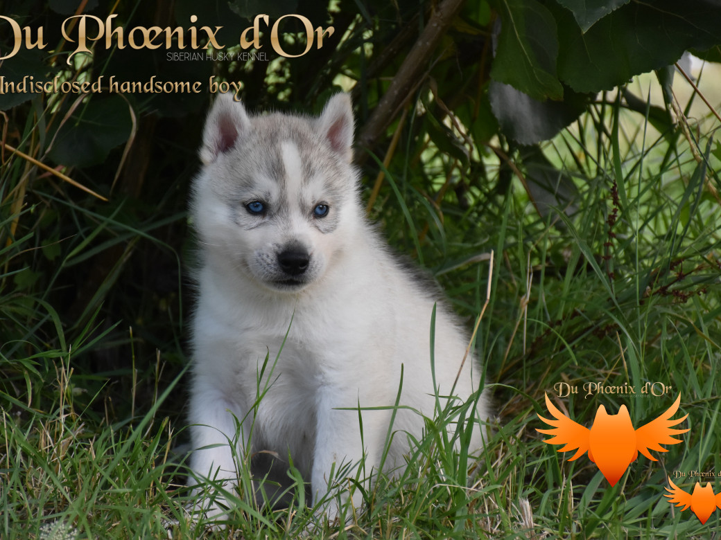Picture of Undisclosed handsome boy du Phoenix d'or