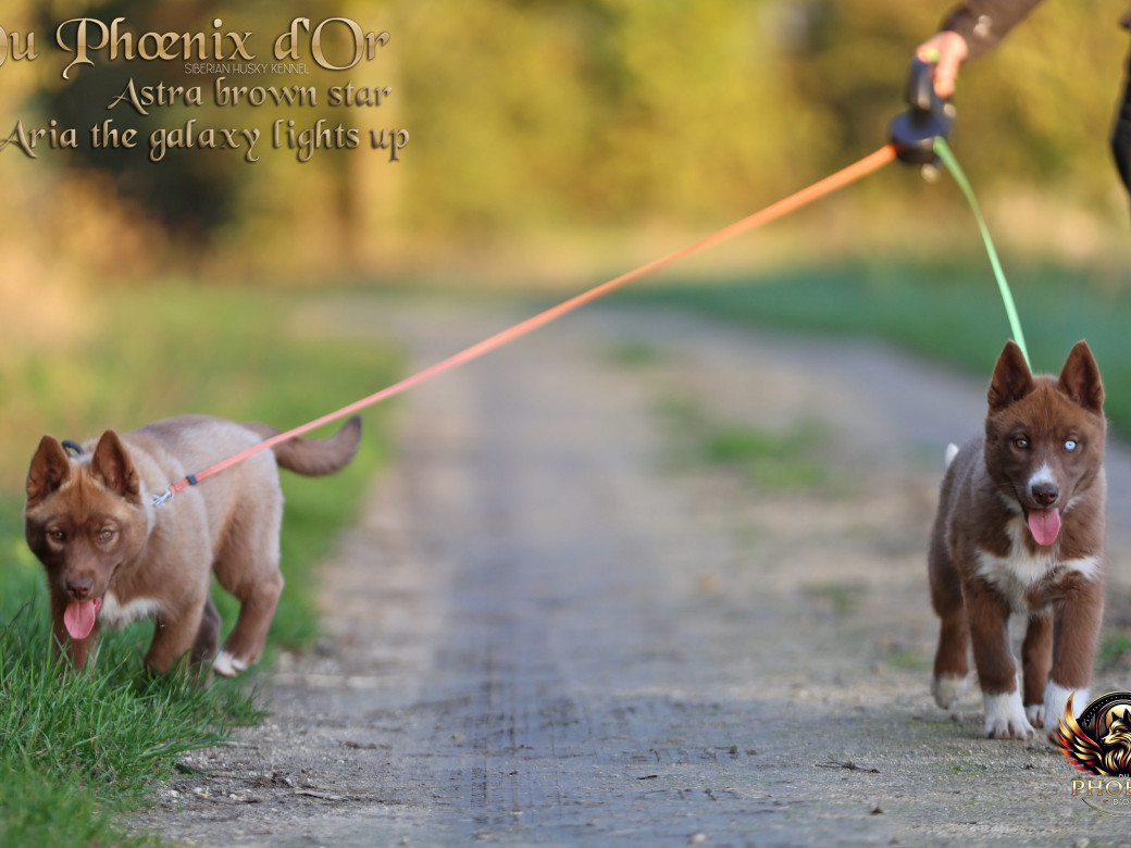 Photo 14 de Femelle 4 - Taïga x Ultra (Août 2025)