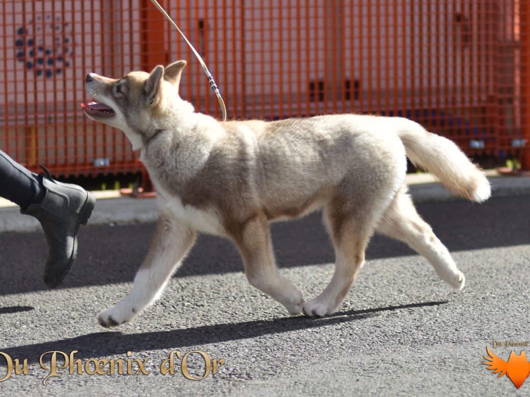 Photo 62 de Unix ultime touch the stars Du Phoenix D'Or