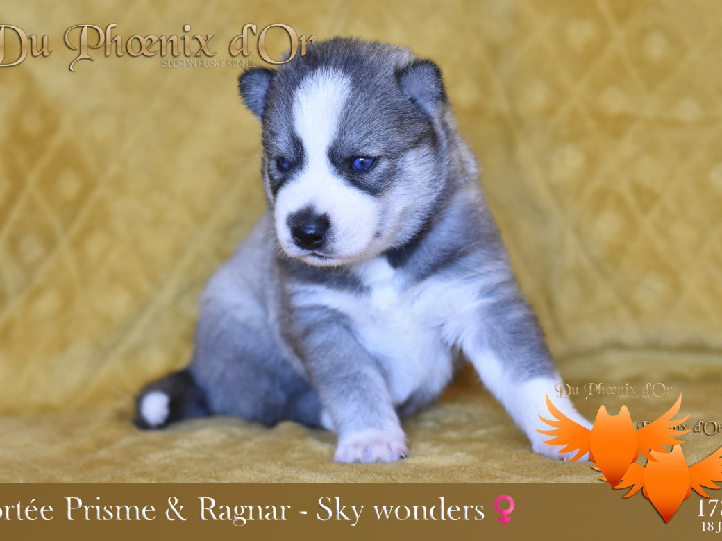 Picture of Sky Wonders du Phoenix d'or