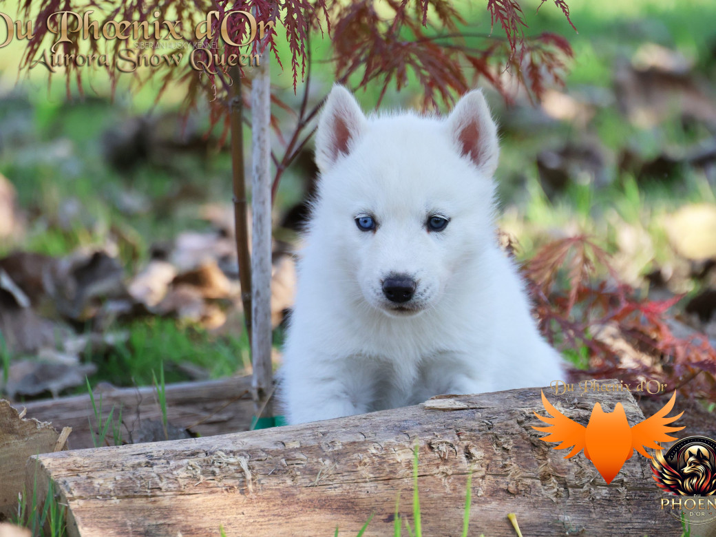 Photo 15 de Femelle 1 - Twilight x Yoshi (Août 2025)