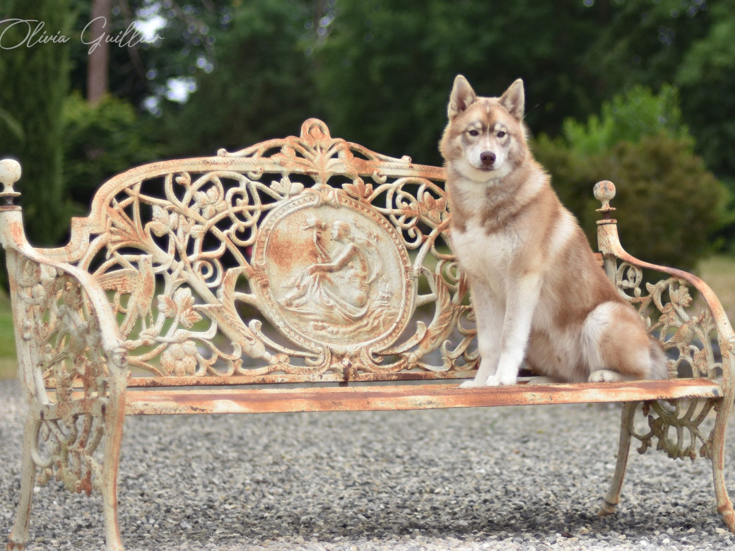 Photo 22 de Unix ultime touch the stars Du Phoenix D'Or