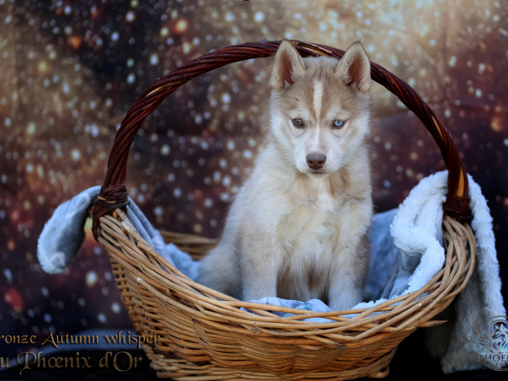 Photo 8 de Femelle 3 - Pandora x Moky (Janvier 2026)