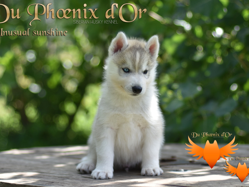 Picture of Unusual Sunshine du Phoenix d'or