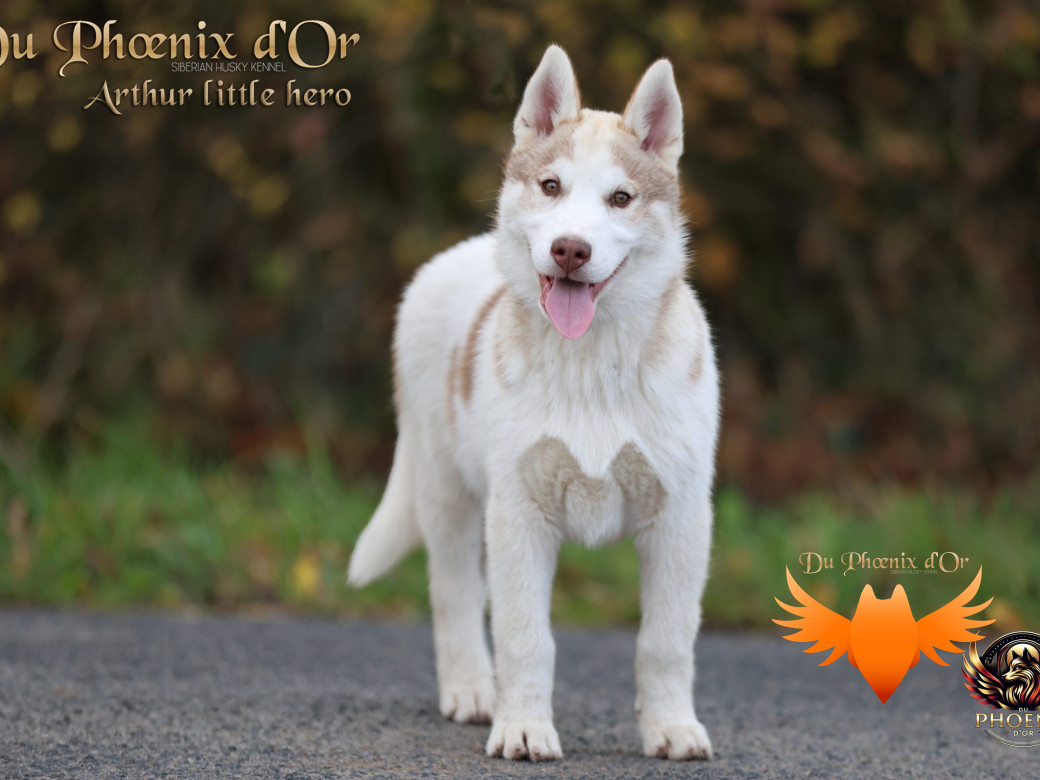 Photo 15 de Mâle 2 - Taïga x Ultra (Août 2025)