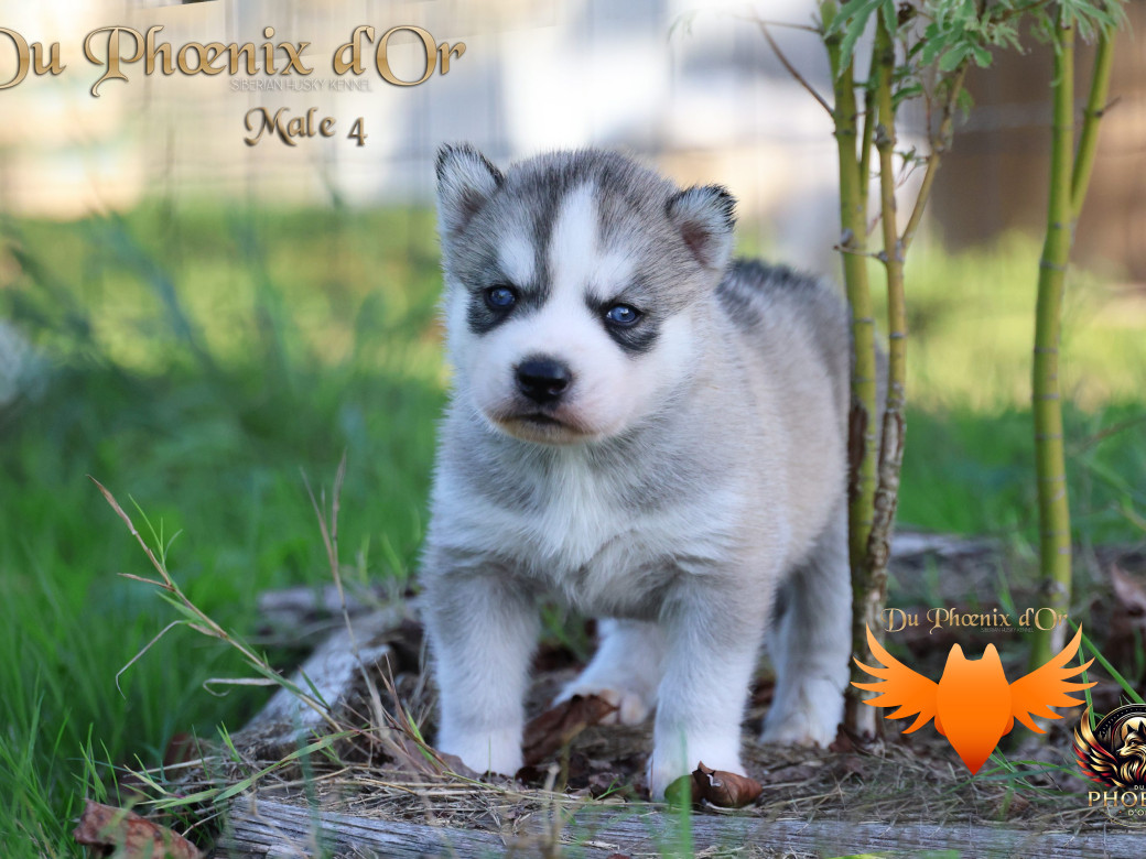 Photo 35 de Mâle 4 - Twilight x Yoshi (Août 2025)