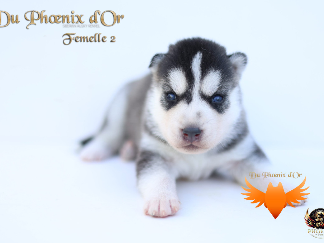 Photo 12 de Femelle 2 - Twilight x Yoshi (Août 2025)