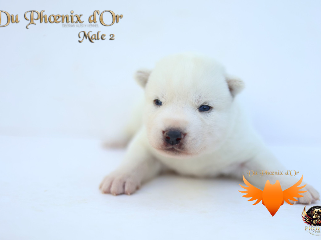 Photo 31 de Mâle 2 - Twilight x Yoshi (Août 2025)