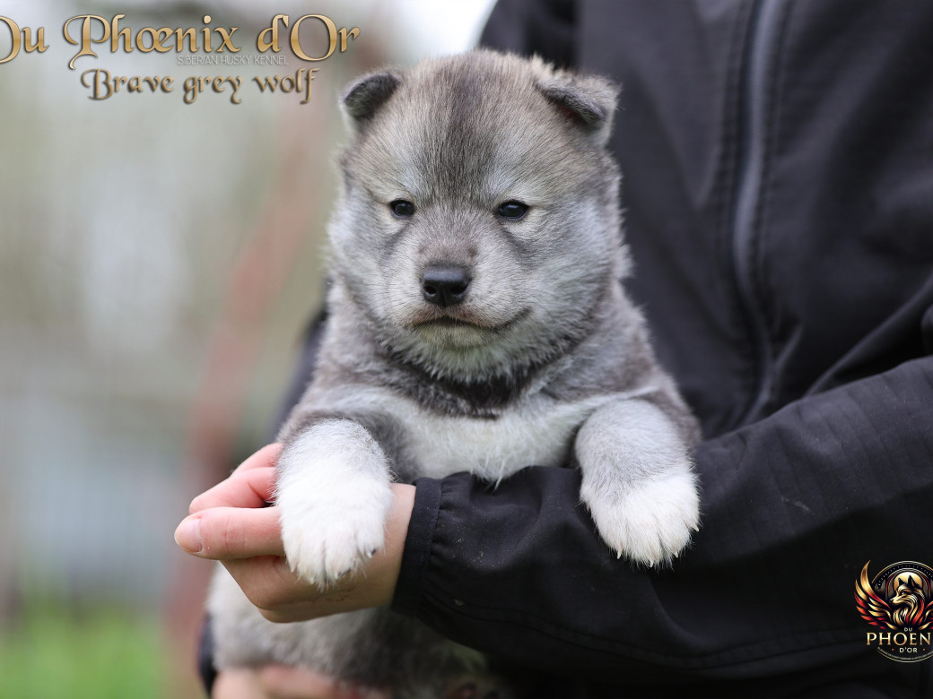 Photo 20 de Mâle 2 - Serena x Ragnar (Février 2026)